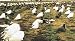 Texas Rags Windtamer Snow Goose Pre Assembled Rag Decoys