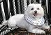 Puppy Bumpers - Keeps Your Tiny Dog From Squeezing Thru Small Spaces - Small