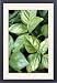 Framed Prints of ME-1689 Basil from Ardea Wildlife Pets