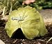 NCE - Toad House - Banana Leaf