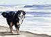 Bernese Mountain Dog Dog Art Print Signed by Artist DJ Rogers