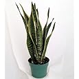 Snake Plant, Mother-In-Law's Tongue - Sanseveria - 6" Pot