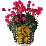 【 予約受付中 】 さかもと園芸　達人のシクラメン　朝注文で即日発送【 ウィンクレッド 】　花鉢植え　ギフト　プレゼント　贈答品　クリスマス　お歳暮