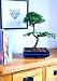 Mature Evergreen Bonsai Tree – Shaped Chinese Elm (25cm Pot)