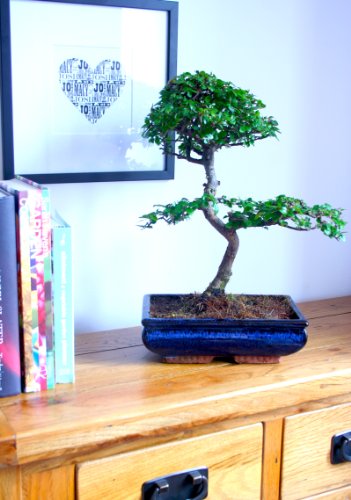 Mature Evergreen Bonsai Tree - Shaped Chinese 