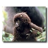 Tropical Baby Gorilla Monkey Animal Wildlife Home Decor Wall Picture 16x20 Art Print