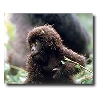 Tropical Baby Gorilla Monkey Animal Wildlife Picture Art Print