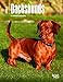 Dachshunds 2017 Calendar (Multilingual Edition)