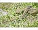 Photographic Prints of Garden Lizard - sunbathing from Ardea Wildlife Pets