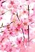 Beautiful Pink Flower Blossom on White - 36