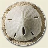 AutoCoaster ~ Sand Dollar~ Tile Drink Coaster for car cupholder ~ code 055