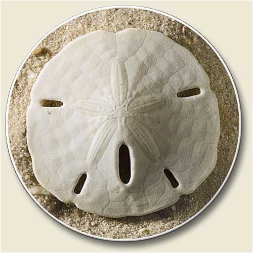 Sand Dollar Auto Coaster - Single Coaster for Your Car