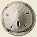 Sand Dollar Auto Coaster - Single Coaster for Your Car