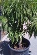 Garden Pride Dwarf Peach Tree -- 12 by 12 Inch Container