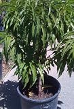 Garden Pride Dwarf Peach Tree Five Gallon