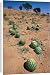 Canvas Prints of ASW-4390 Tsamma melons littering the dune surface after successful fruiting from Ardea Wildlife Pets