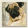 AbsorbaStone Coaster set~ Pug ~4 Tile Drink Coasters ~ code 849