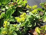 Eigenschaften Dachstauden  / Sedum hybridum 