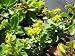 Sedum hybridum 