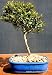 Brush Cherry Indoor Bonsai Tree by Sheryls Shop