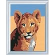Lion Cub Paint By Numbers