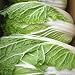 国産野菜 白菜 約12kg(4~6玉入)