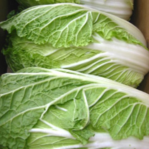 さんきん 国产はくさい白菜1箱12kg 国内气味