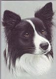 Border Collie (greetings card)