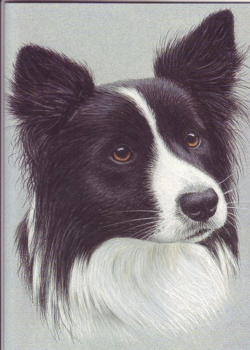Border Collie (greetings card)
