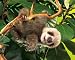 Folkmanis Baby Sloth Puppet