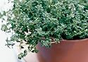 THYME - Common Thyme ENGLISH Herb garden 1500 seeds