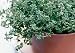THYME - Common English Thyme - 1500 seeds