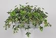 Artificial Variegated English Ivy Ledge Plant Zinc Cont.