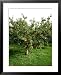 Apple Tree with Fruit in Autumn Malus 