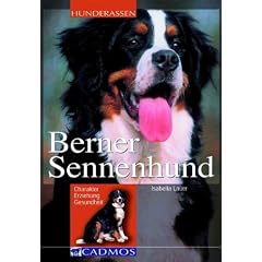 Berner Sennenhund: Charakter, Erziehung, Gesundheit