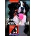 Berner Sennenhund: Charakter, Erziehung, Gesundheit