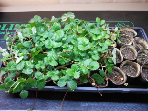 Strawberry Germination