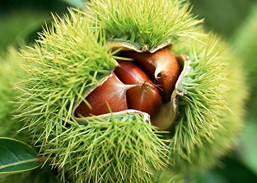 American Chestnut Tree - Castanea - 5 American Chestnut Tree - Castanea - 5