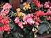 25 PARTY MIX BEGONIA SEEDS