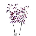 Lighted Orchid with 3 Branches - 40"