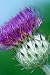 Milk Thistle - 24