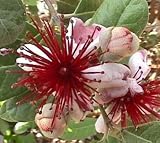Pineapple Guava Plant - EDIBLE FRUIT & FLOWERS