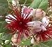 Pineapple Guava Plant