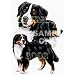Bernese Mountain Dog Desk Set