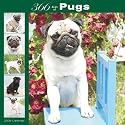 Pugs 366 Days 2008 Square Wall Calendar (German, French, Spanish and English Edition)