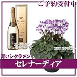シクラメン セレナーディア サントリーの青いシクラメン 【ビクトリアブルー＆フェリスタス】 金箔のスパークリングとセット 銀座東京フラワーからお届け 11/26-順次発送