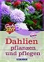 Dahlien pflanzen und pflegen