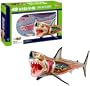 4D Vision Great White Shark Anatomy Model