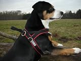 Eigenschaften Limex  / Hundegeschirr Neopren 80-90 Limex, rot