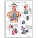 3B Scientific VR1322L Glossy Laminated Paper The Respiratory System Anatomical Chart, Poster Size 20